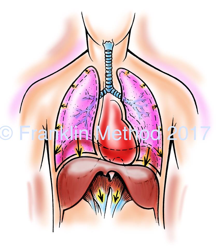 6/2(日)東京 西山晶子WS「肺と呼吸、横隔膜、肋骨の関係」